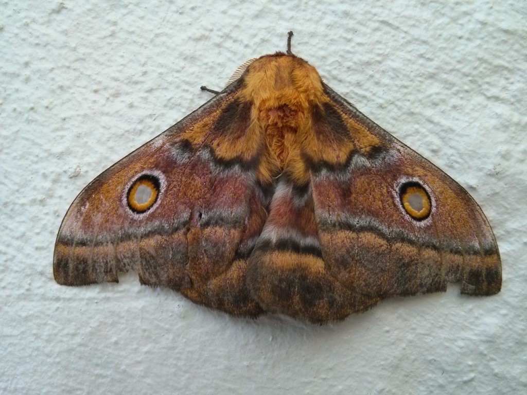 Pretty butterfly in Betty’s Bay