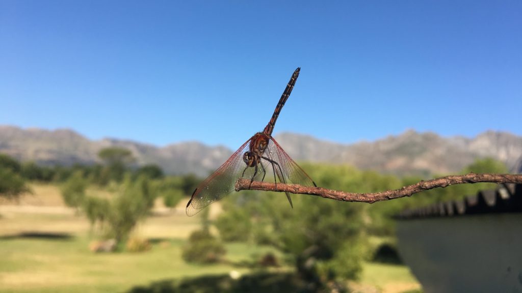 Photogenic and non-camera-shy dragonfly I met in Paarl over the weekend.