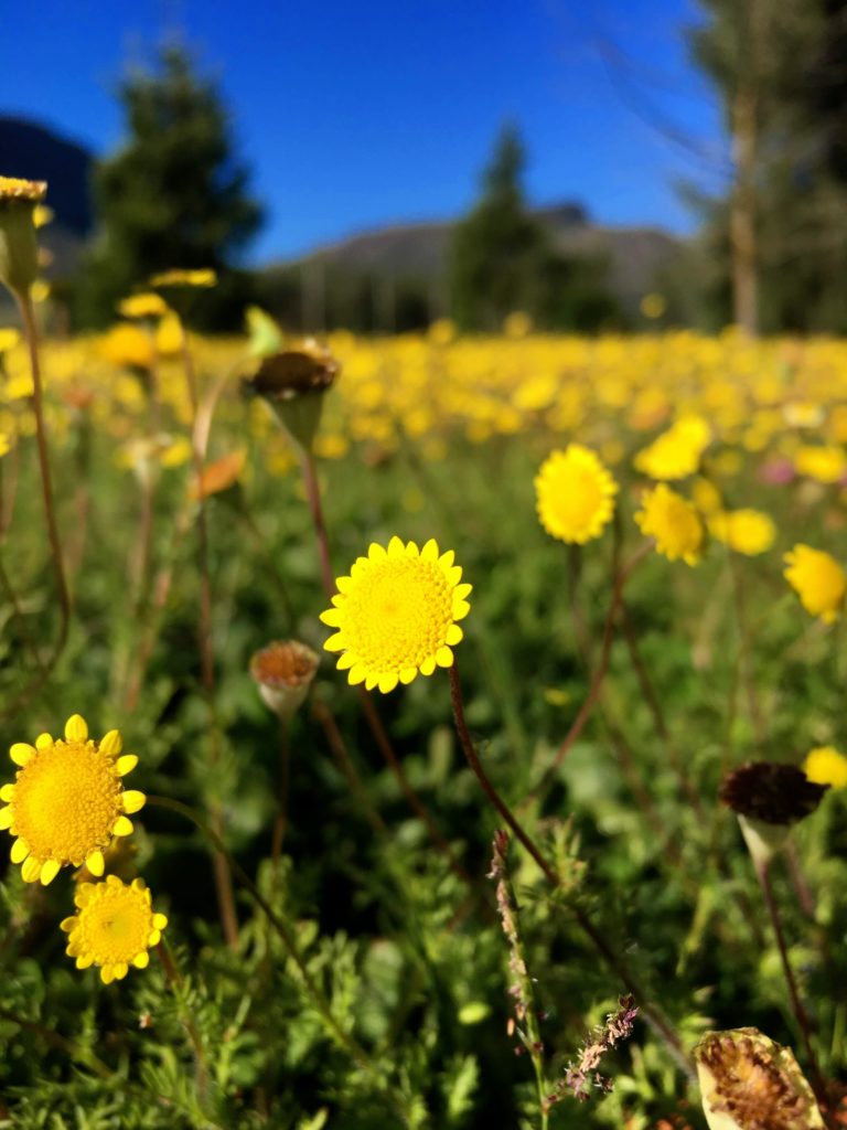Photo of a cotula lineariloba flower, taken by GOU#1, age 12.