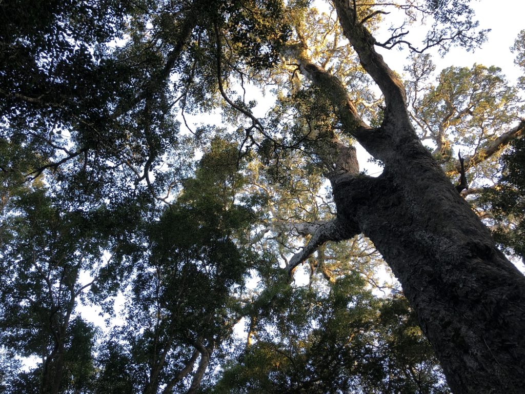 The top of Big Tree of the Knysna Forests. Also known as the Outeniqua Yellowood, this specific one is about 800 years old.